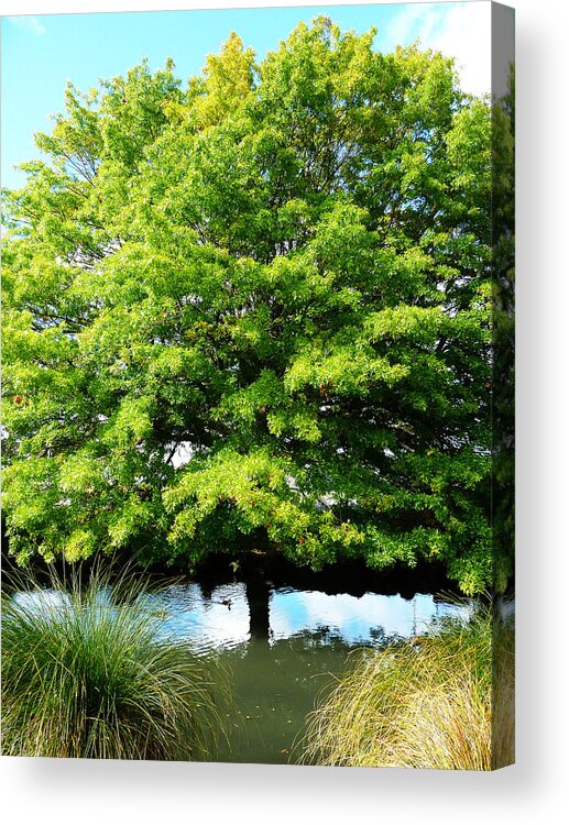 Optical Illussion Acrylic Print featuring the photograph Trunk Unseen by Steve Taylor