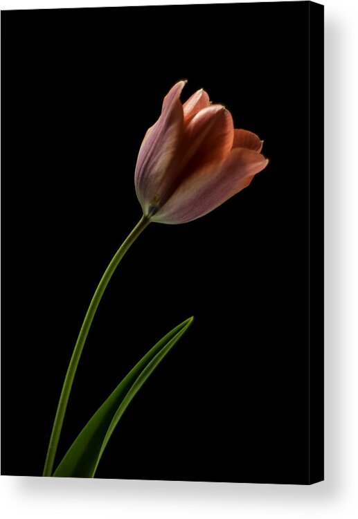 Still Life Acrylic Print featuring the photograph Tulip in quiet Light by Ron Roberts