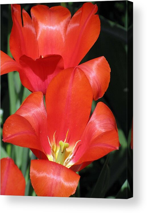 Tulip Acrylic Print featuring the photograph Tulips - Filled With Desire 02 by Pamela Critchlow