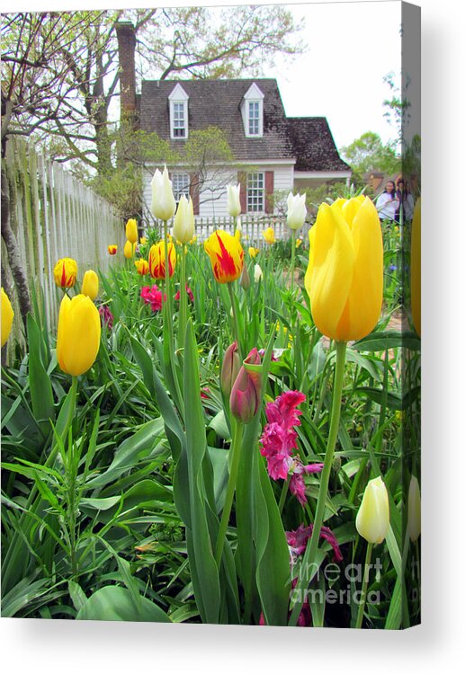 Elizabeth Dow Acrylic Print featuring the photograph Tulips in Williamsburg by Elizabeth Dow