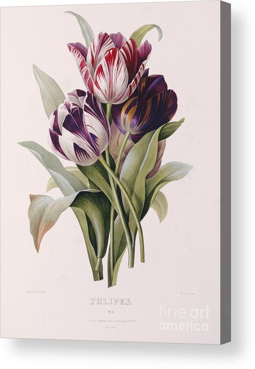 Flower; Plant; Botany; Botanical Acrylic Print featuring the painting Tulips by Pierre Joseph Redoute