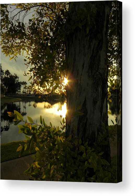 Tree Acrylic Print featuring the photograph Twilight Splendor by Deb Halloran