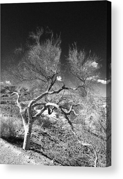 Tree Acrylic Print featuring the photograph Twisted Tree by Dave Hall