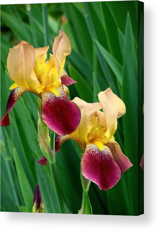 Fine Art Acrylic Print featuring the photograph Two Iris by Rodney Lee Williams