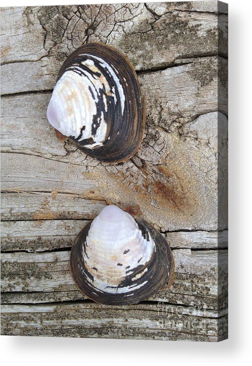 Shells Acrylic Print featuring the photograph Two by M West