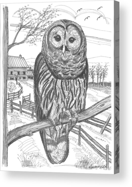Barred Owl Acrylic Print featuring the drawing Vermont Barred Owl by Richard Wambach
