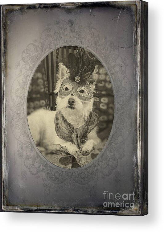 Westie Acrylic Print featuring the photograph Victorian Westie by Edward Fielding