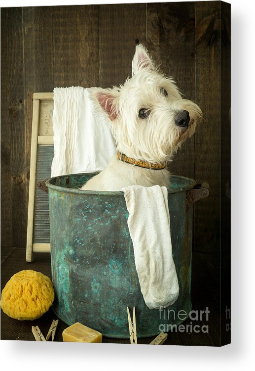 Dog Acrylic Print featuring the photograph Wash Day by Edward Fielding