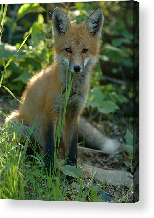 Young Fox   Taken In July Curious  Red Fox Acrylic Print featuring the photograph Watchful by Sandra Updyke