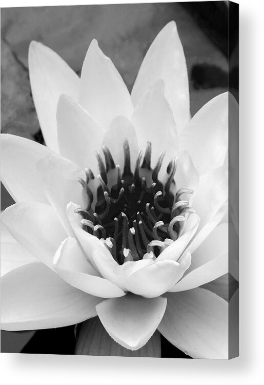 Water Lily Acrylic Print featuring the photograph Water Lily 1 by Michelle Joseph-Long