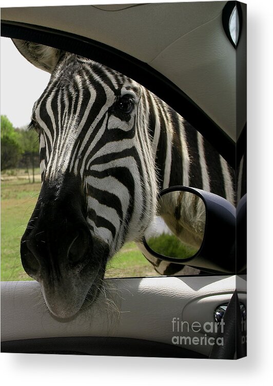 Animal Acrylic Print featuring the photograph What Kinda MPG Do Ya Get by Robert Frederick