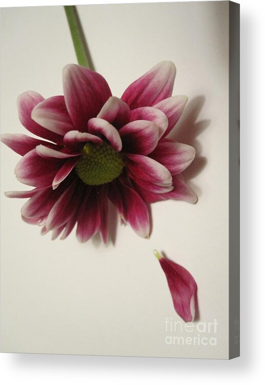 Floral Acrylic Print featuring the photograph When A Daisy Cries by Tara Shalton