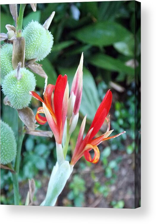 Flowers Acrylic Print featuring the photograph When Its Time by John Glass