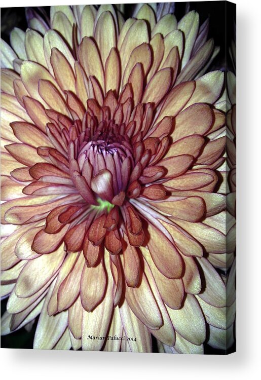 Flower Acrylic Print featuring the photograph Whispering Bud by Marian Lonzetta