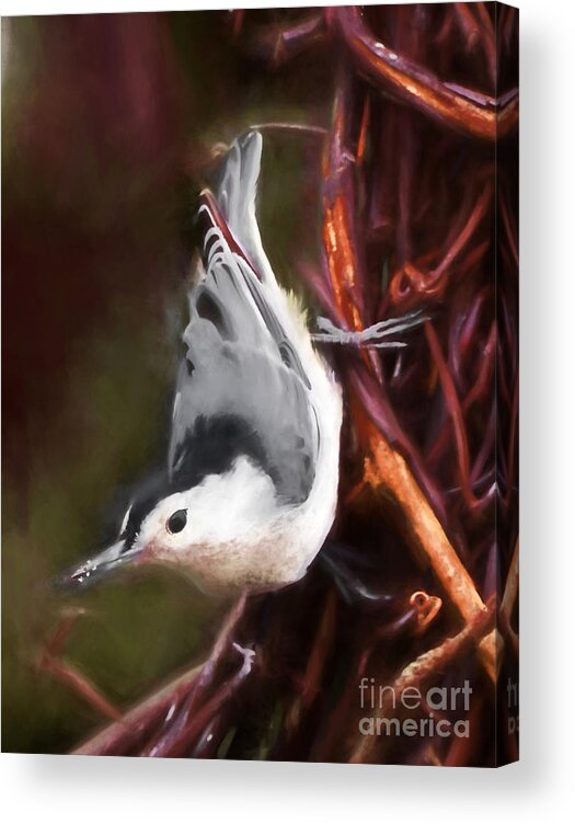 White-breasted Nuthatch Acrylic Print featuring the photograph White-breasted Nuthatch - Classic Pose by Kerri Farley