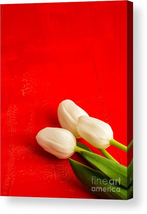 Flower Acrylic Print featuring the photograph White Tulips by Edward Fielding