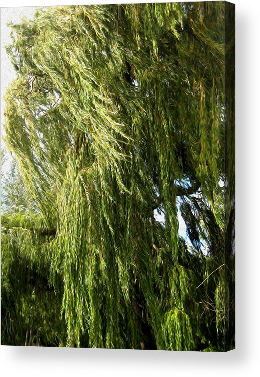 Wind Acrylic Print featuring the photograph Wind In The Willow by Kathy Bassett