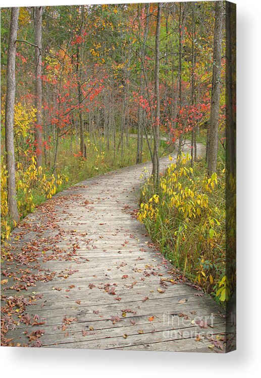 Autumn Acrylic Print featuring the photograph Winding Woods Walk by Ann Horn