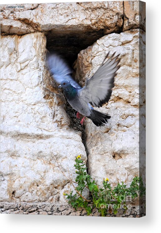 Peace Of Jerusalem Art Acrylic Print featuring the painting Wings Of Peace by Constance Woods