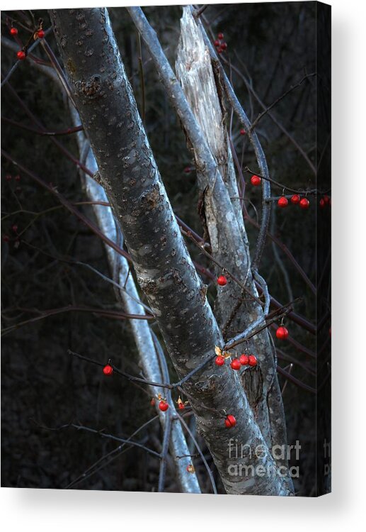 Nature Acrylic Print featuring the photograph Winter Berries by Marcia Lee Jones