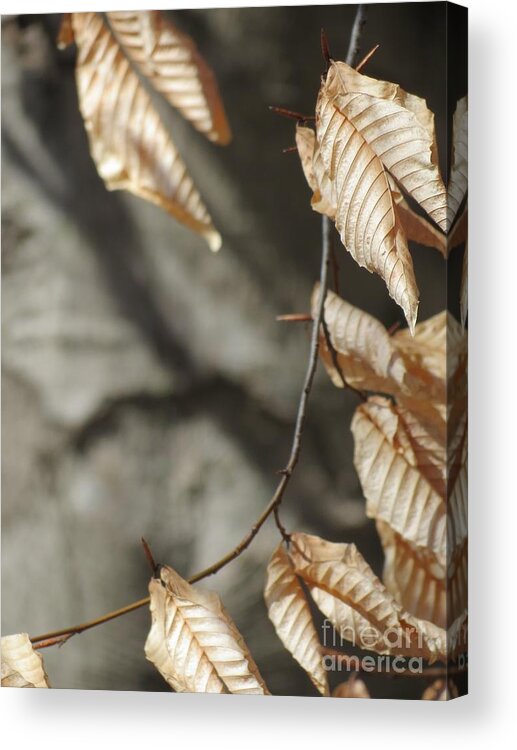 Leaves Acrylic Print featuring the photograph Winter Leaves by Anita Adams