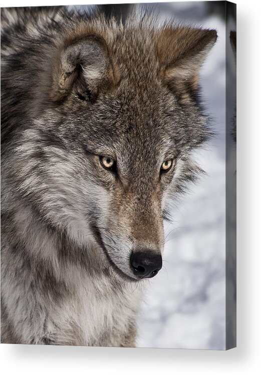 Wolf Portrait Acrylic Print featuring the photograph Wolf Portrait by Patrick Boening