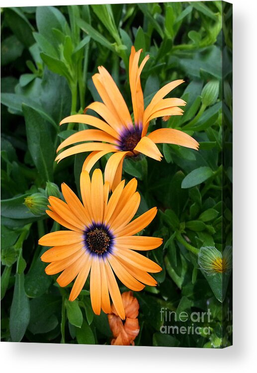 Diane Berry Acrylic Print featuring the photograph Yellow Cape Daisy by Diane E Berry