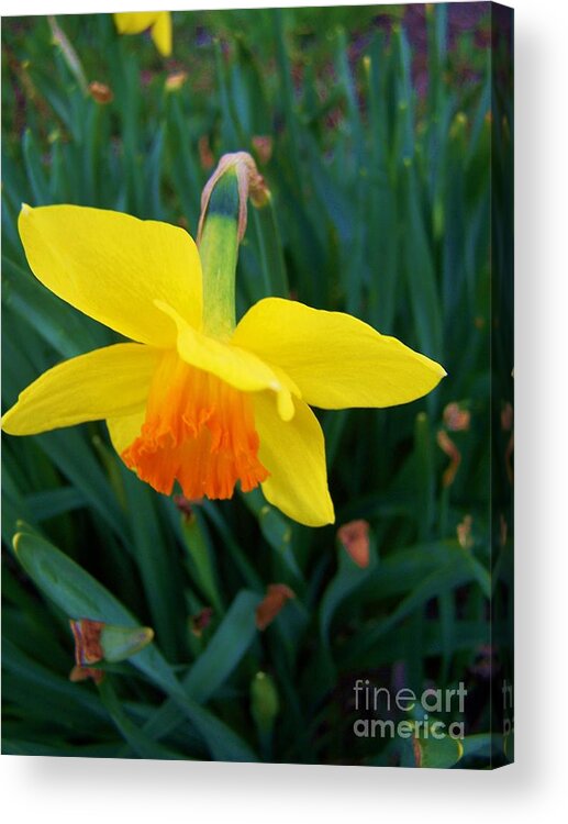 Yellow Acrylic Print featuring the photograph Yellow Lily flower by Rachel Butterfield