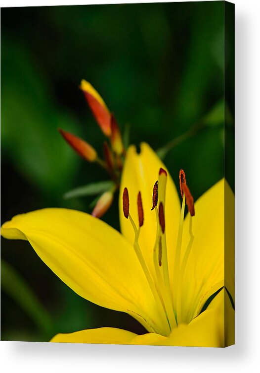 Flowers Acrylic Print featuring the photograph Yellow Lily by Robert Mitchell