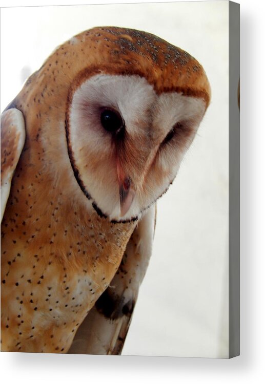 Barn Owl Acrylic Print featuring the photograph Young Barn Owl by Betty-Anne McDonald