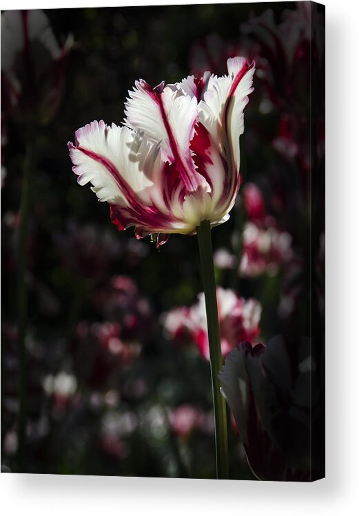 Tulip Acrylic Print featuring the photograph You're The Only One I See by Sandra Parlow