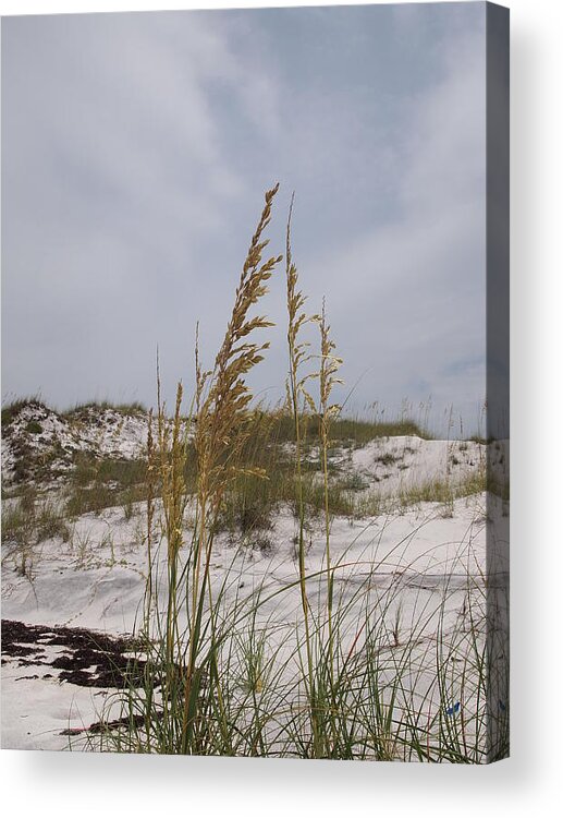 Beach Acrylic Print featuring the photograph Beach Sand Dunes #1 by Judge Howell