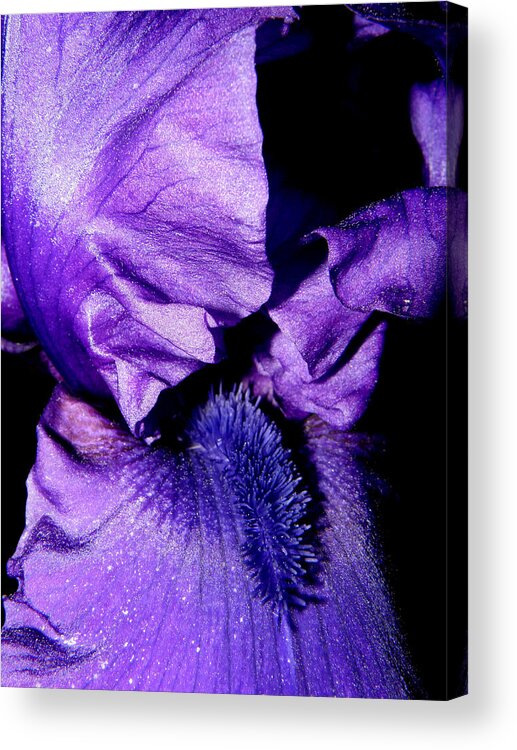 Iris Acrylic Print featuring the photograph Bearded Iris #1 by Kim Galluzzo