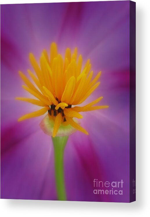 Flower Acrylic Print featuring the photograph Confident #1 by Holy Hands