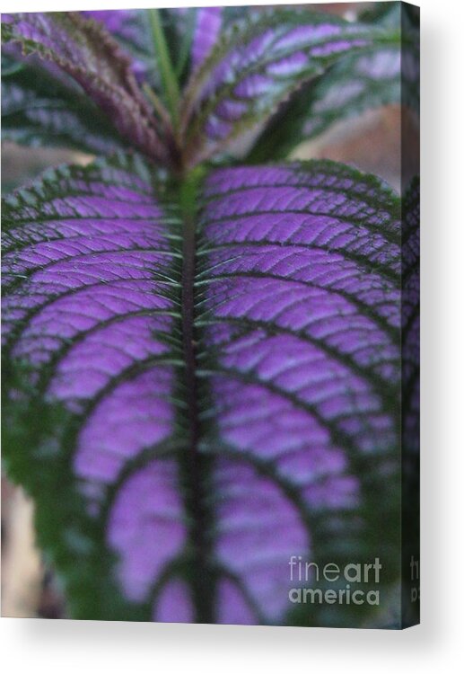Flower Acrylic Print featuring the photograph Continuity #1 by Holy Hands