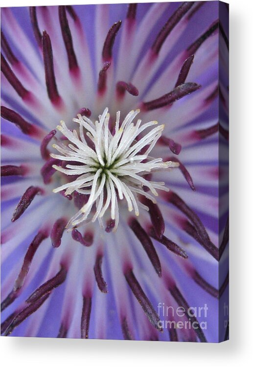 Flower Acrylic Print featuring the photograph Underrated #1 by Holy Hands