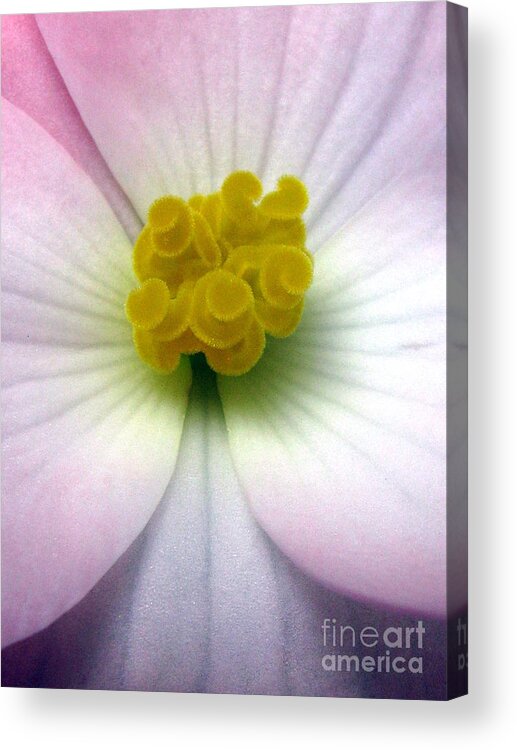 Flower Acrylic Print featuring the photograph Unguarded by Tina Marie