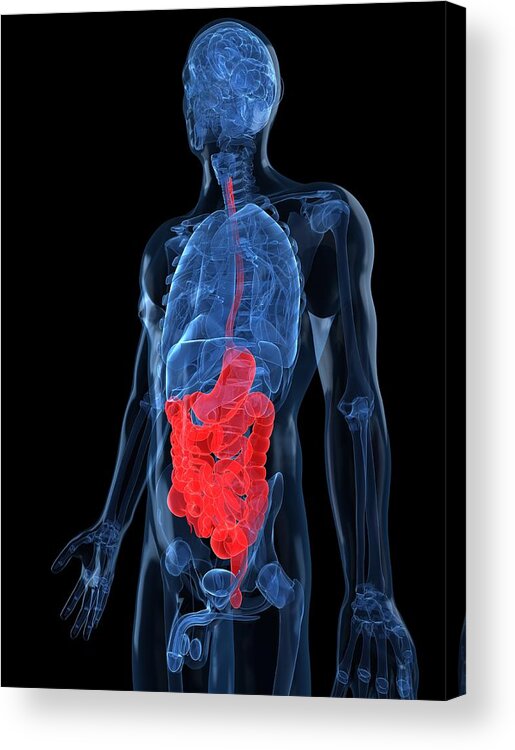 Vertical Acrylic Print featuring the digital art Healthy Digestive System, Artwork #19 by Sciepro