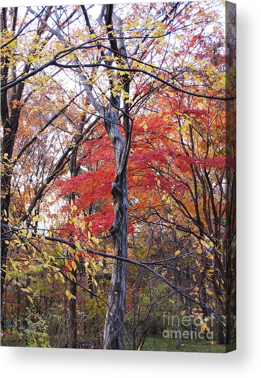 Red Acrylic Print featuring the photograph Autumn #2 by Eena Bo