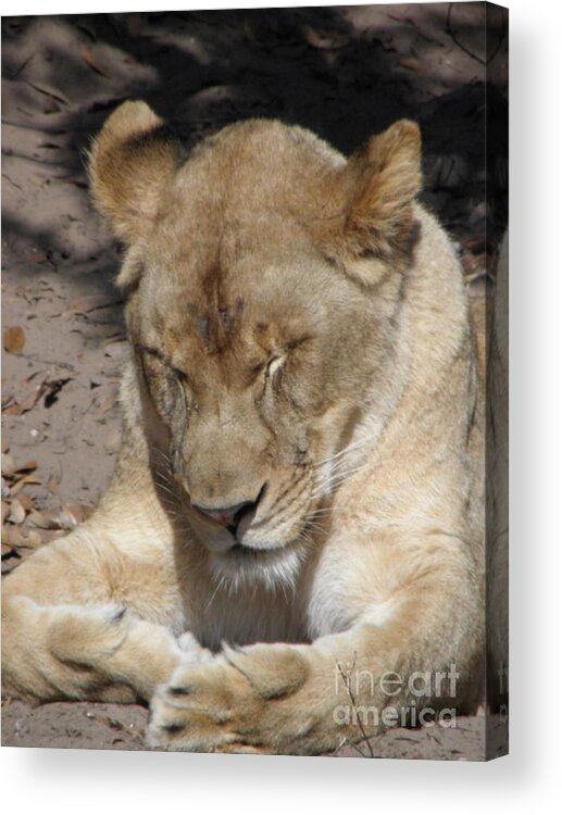 Lioness Acrylic Print featuring the photograph Lioness #2 by Kim Galluzzo
