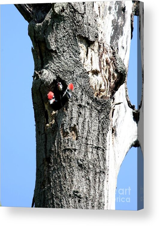 Nature Acrylic Print featuring the photograph Pileated Woodpecker #2 by Jack R Brock