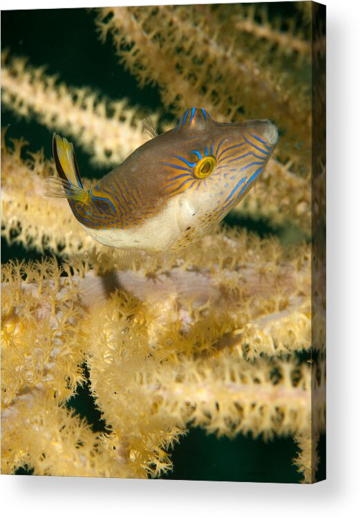 Sharp Nosed Puffer Acrylic Print featuring the photograph Puffer Acrobatics by Jean Noren