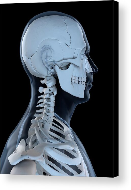 Vertical Acrylic Print featuring the digital art Upper Body Bones, Artwork #33 by Sciepro