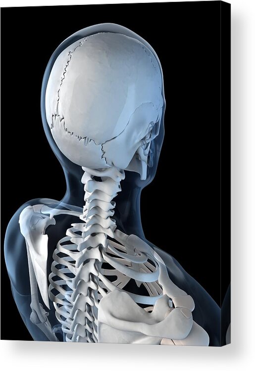 Vertical Acrylic Print featuring the digital art Upper Body Bones, Artwork #34 by Sciepro