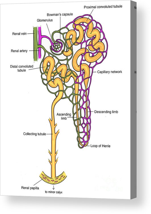 Histology Acrylic Print featuring the photograph Illustration Of Nephron #4 by Science Source