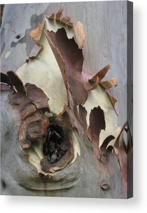 Trees Acrylic Print featuring the photograph A Bark In Time by Robert Margetts