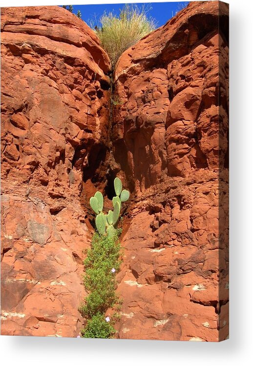 Cactus Acrylic Print featuring the photograph A Drink by Donna Spadola