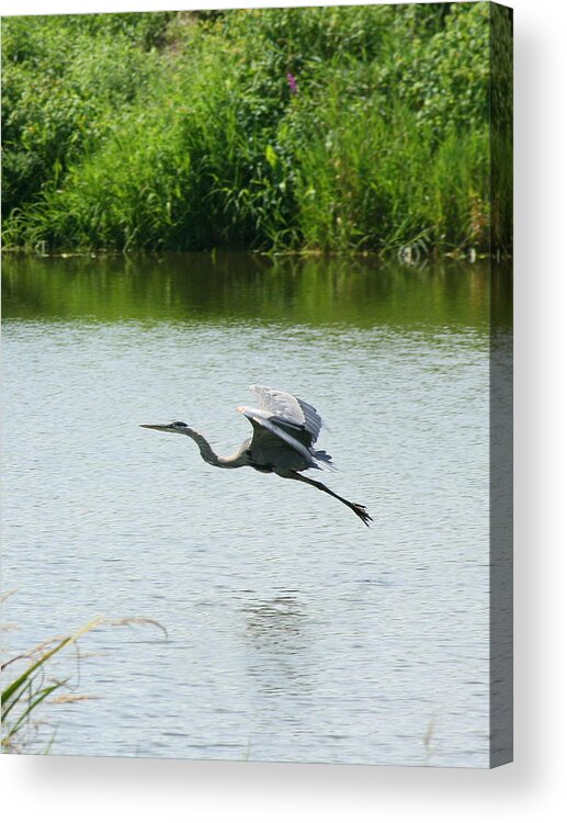 Great Blue Heron Acrylic Print featuring the photograph A Great Blue Heron Landing by Neal Eslinger