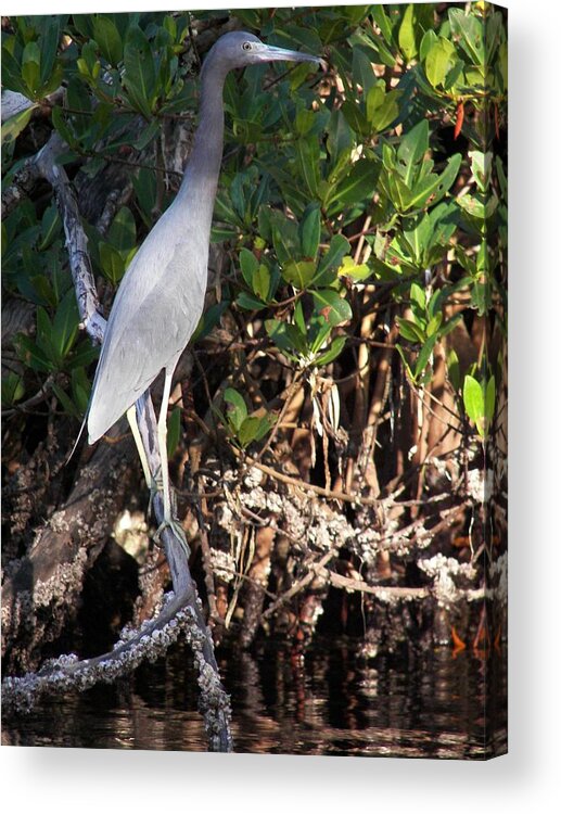 Heron Acrylic Print featuring the photograph A Heron Type Bird in the Mangroves by Judy Via-Wolff
