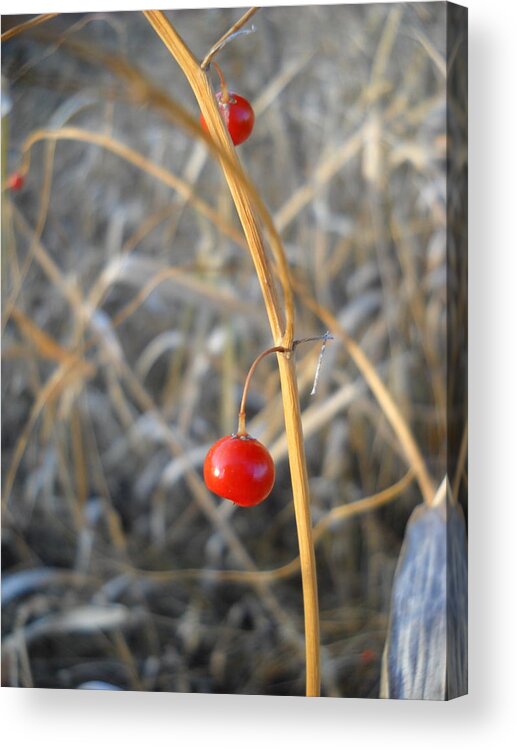 Asparagus Acrylic Print featuring the photograph Asparagus Berries by Kent Lorentzen